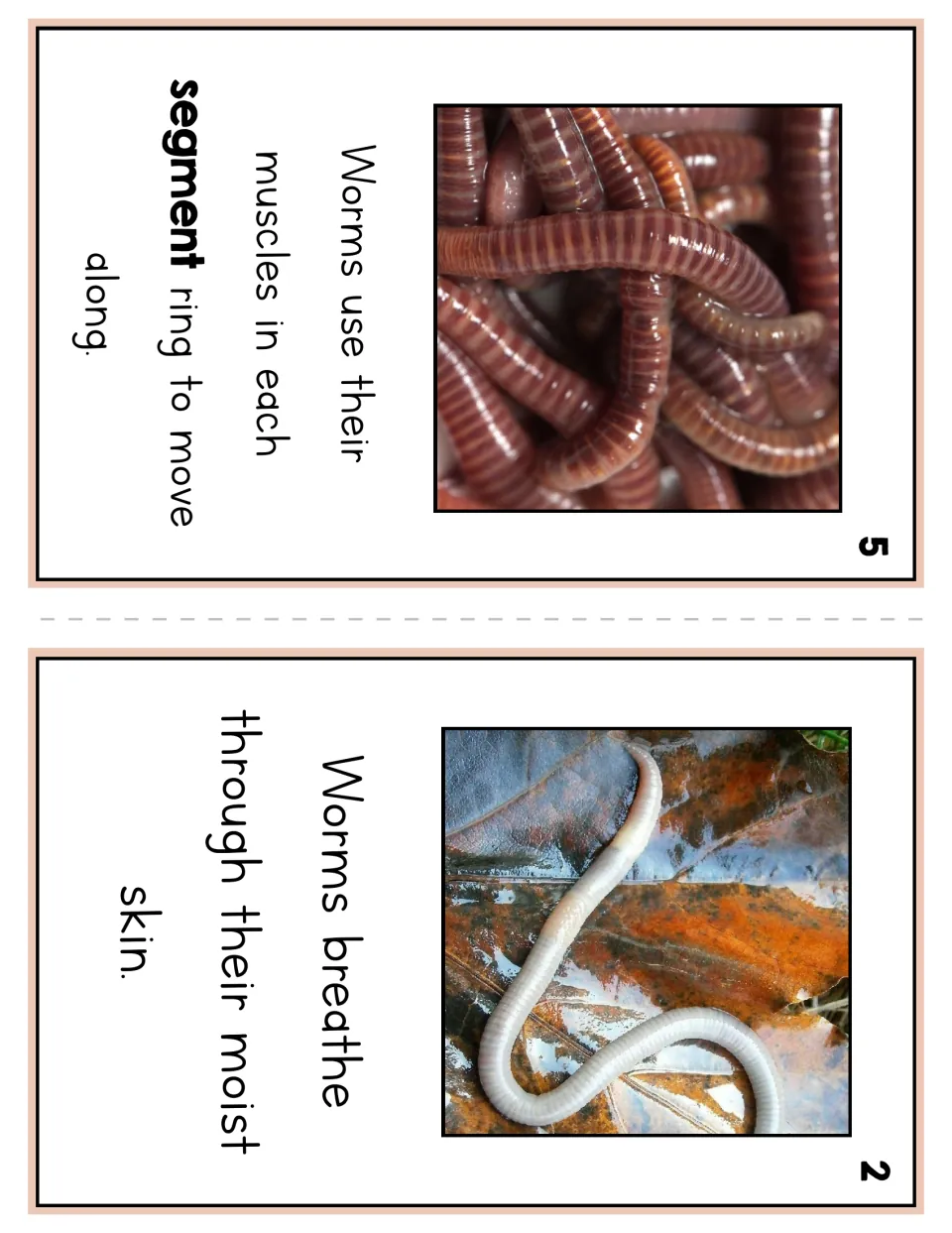 Worm reader pages 5 and 2 explain movement using muscles in each segment and breathing through moist skin