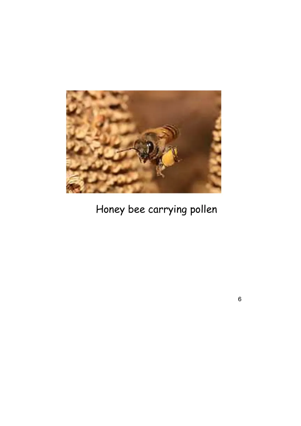 History eBook photograph of a honey bee carrying pollen, accompanying the reading about food and farming