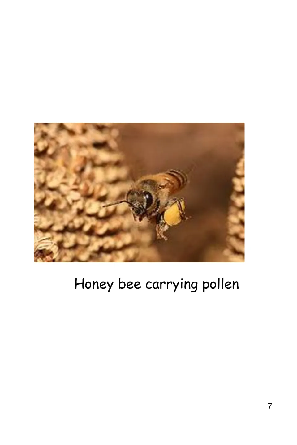 History eBook photograph labeled Honey bee carrying pollen accompanies the introduction's reading about food