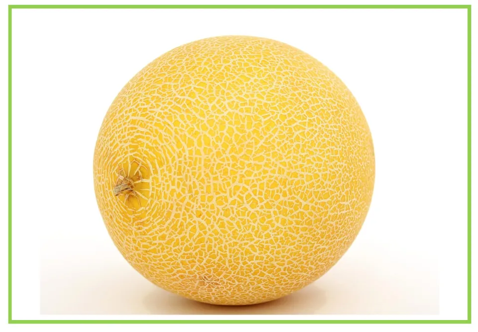 Fruit flashcard 5 for writing prompts and discussion: a whole round yellow melon with a netted rind