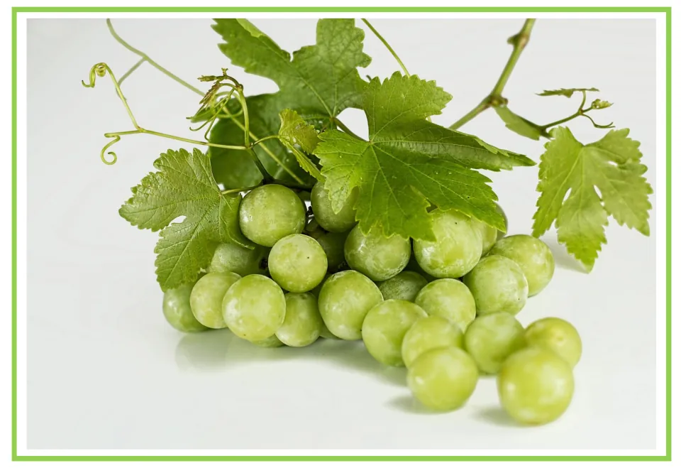 Fruit flashcard 8 for writing prompts and discussion: a bunch of green grapes with vine leaves and tendrils