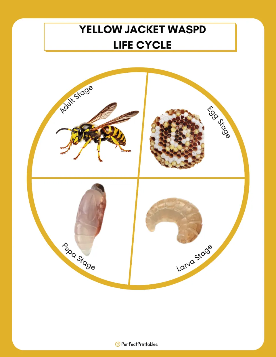 Yellow jacket wasp life cycle diagram shows pictures labeled Egg Stage, Larva Stage, Pupa Stage, and Adult Stage.