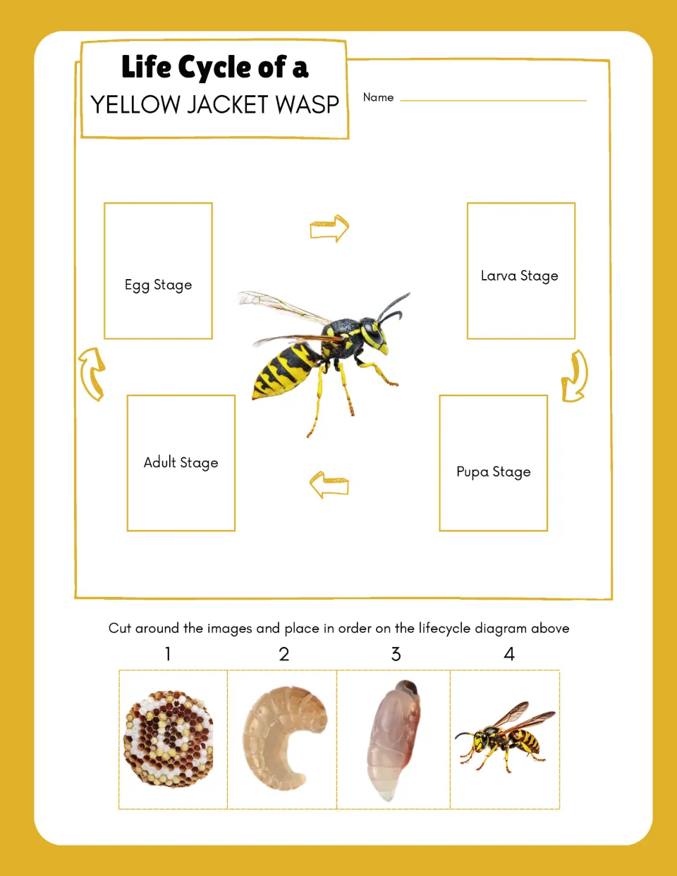 Yellow jacket wasp sequencing activity has four cutout pictures to place in egg, larva, pupa, and adult order.