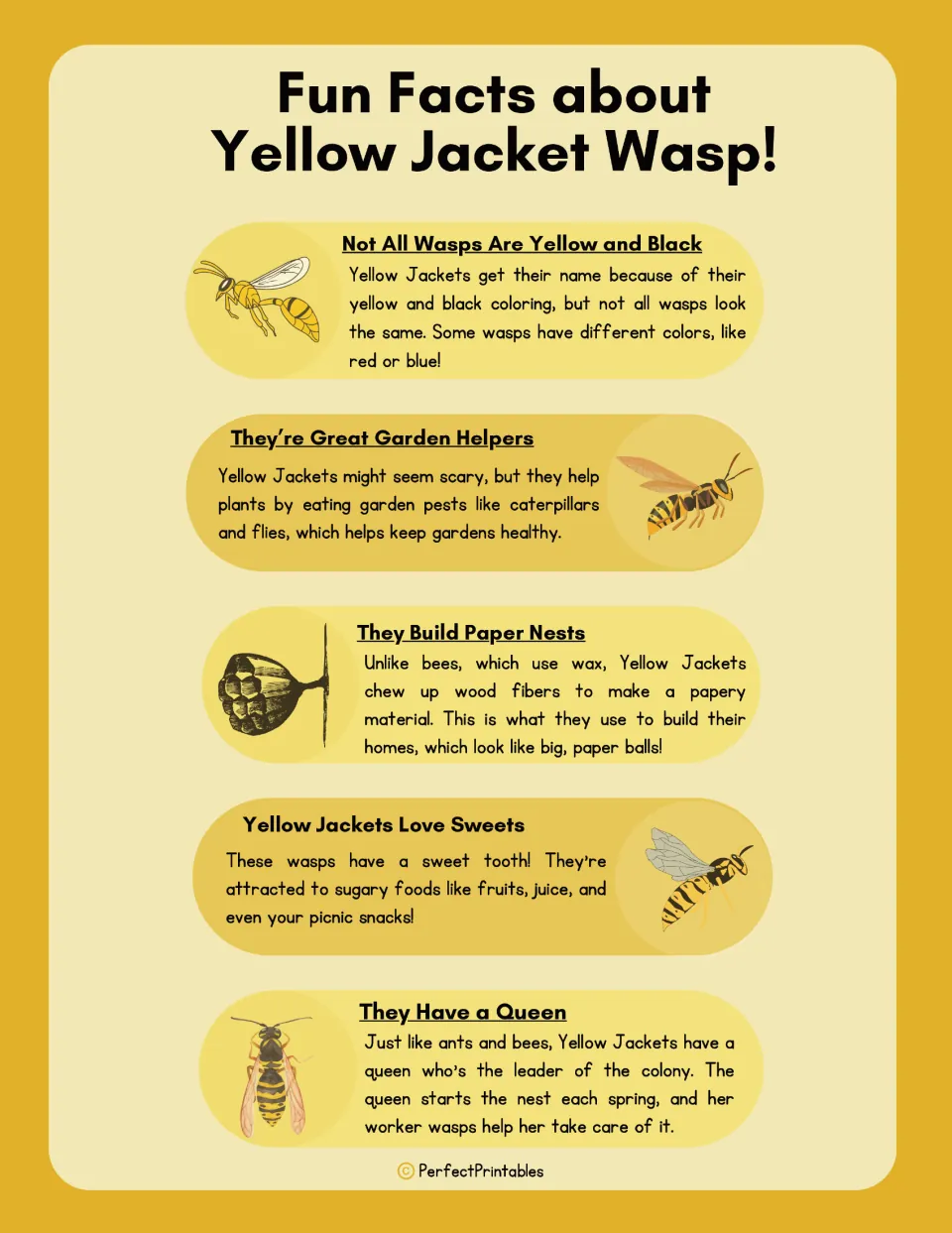 Yellow jacket wasp facts page covers wasp colors, garden helpers, paper nests, sweet foods, and the queen.