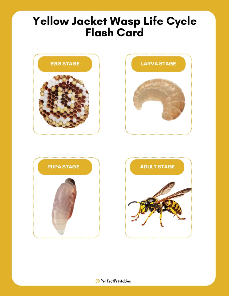 Four yellow jacket wasp life cycle flashcards show labeled pictures of the egg, larva, pupa, and adult stages.