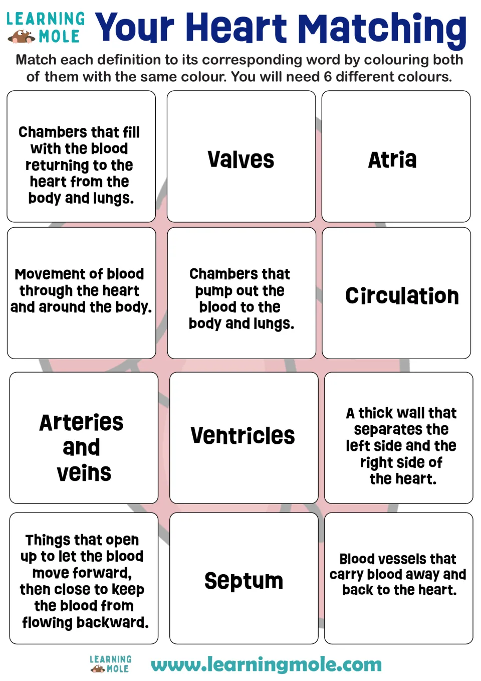Heart vocabulary matching: students color atria, ventricles, valves, septum and more to pair each definition with its term