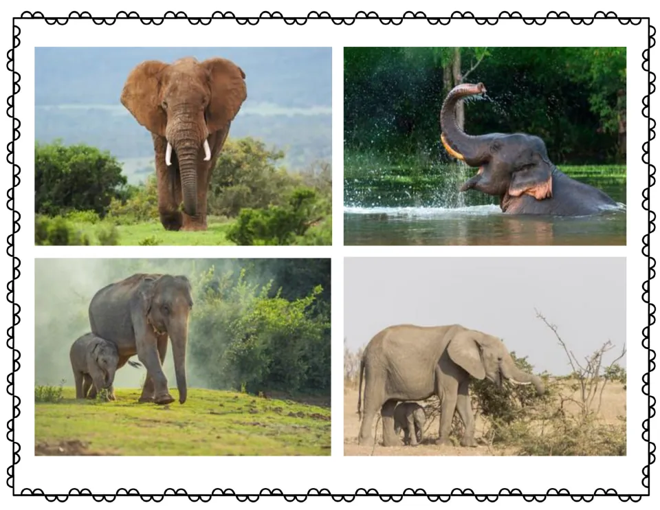 Four real elephant photos: one with tusks on grassland, one spraying water in a river, and two adults with calves