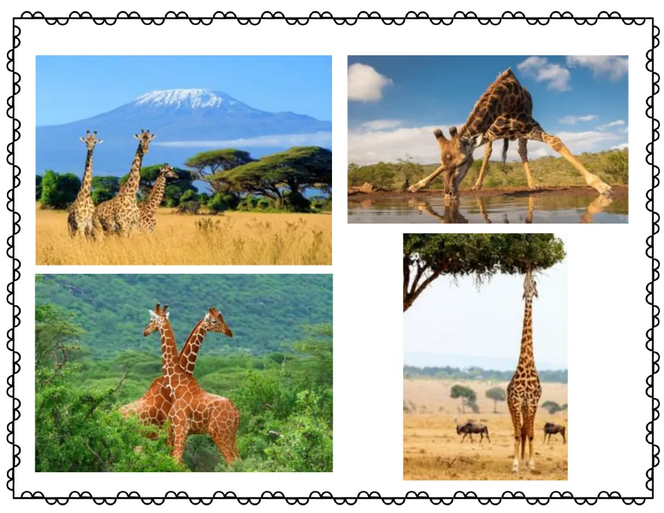 Four real giraffe photos: three on a savanna by a mountain, one drinking with legs spread, a pair, one eating from a tree