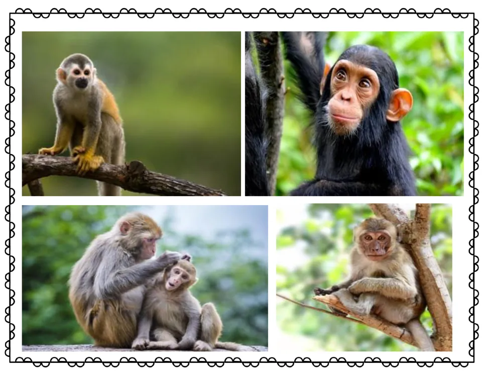 Real primate photos for observing: a squirrel monkey on a branch, a young chimpanzee, and monkeys grooming and in a tree